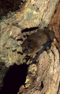 photo of a bat