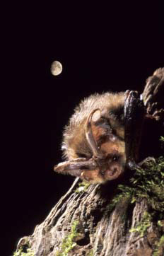 photo of a bat