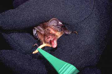 photo of a bat