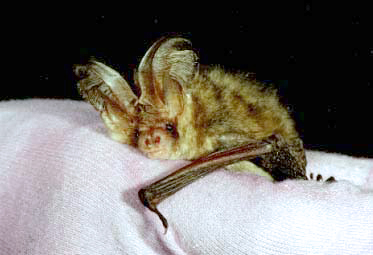 photo of a bat